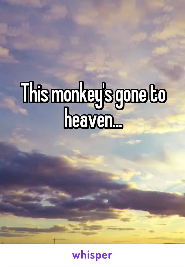This monkey's gone to heaven...

