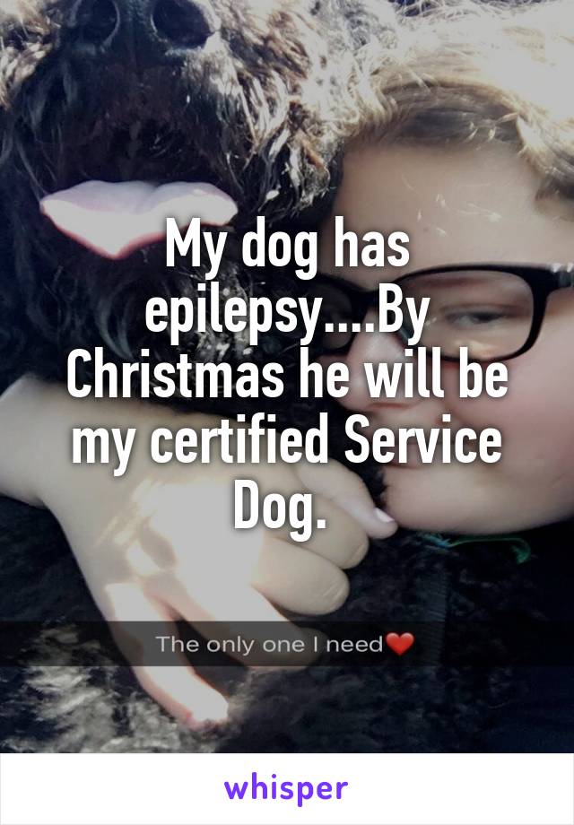 My dog has epilepsy....By Christmas he will be my certified Service Dog. 
