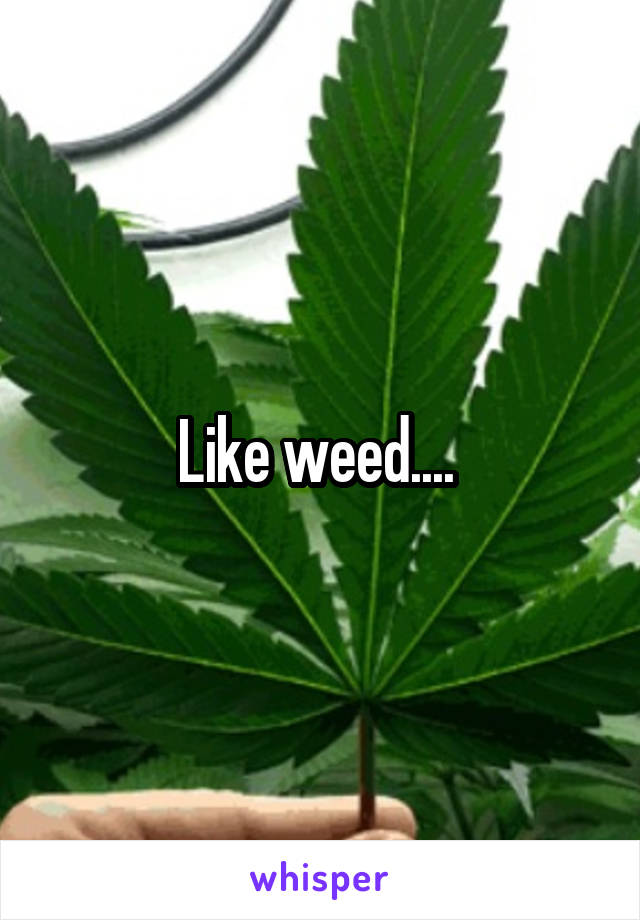 Like weed.... 