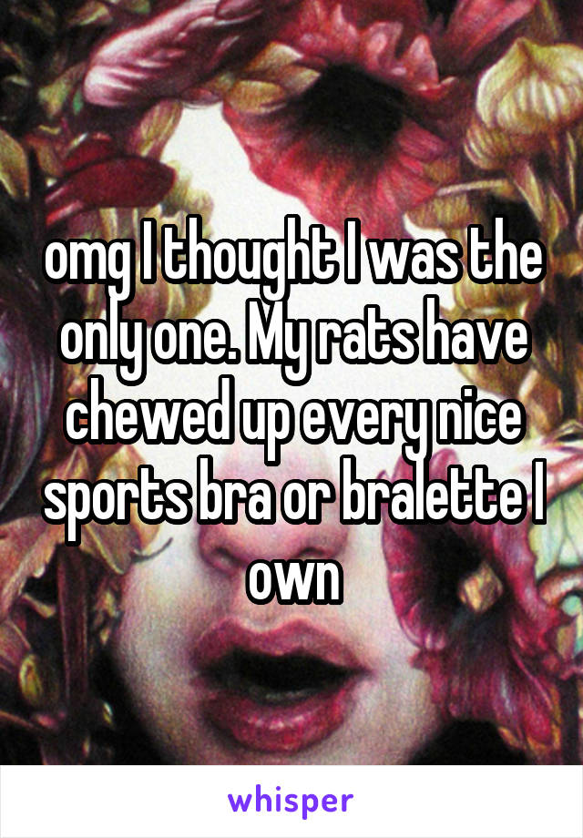 omg I thought I was the only one. My rats have chewed up every nice sports bra or bralette I own