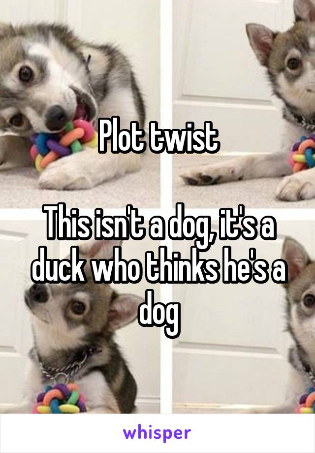 Plot twist

This isn't a dog, it's a duck who thinks he's a dog