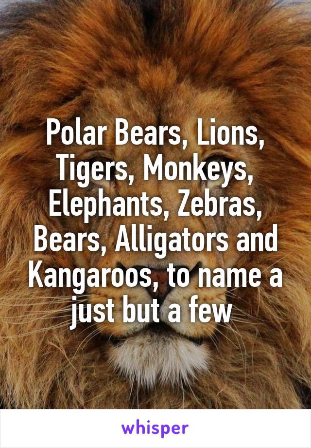 Polar Bears, Lions, Tigers, Monkeys, Elephants, Zebras, Bears, Alligators and Kangaroos, to name a just but a few 