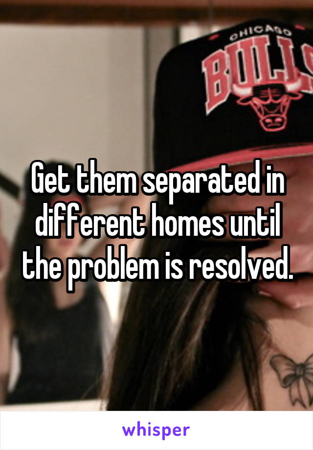 Get them separated in different homes until the problem is resolved.