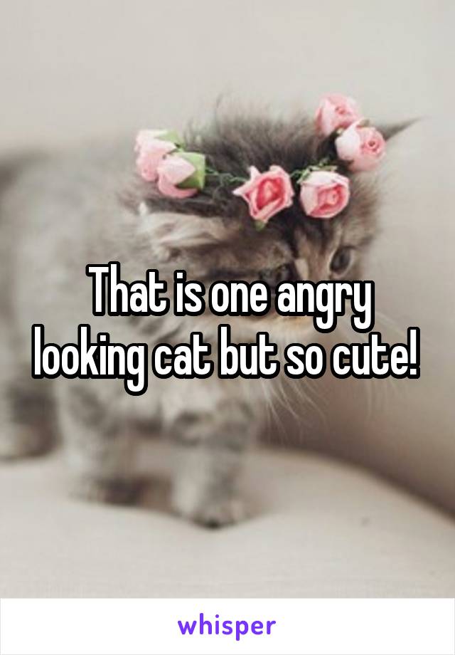 That is one angry looking cat but so cute! 