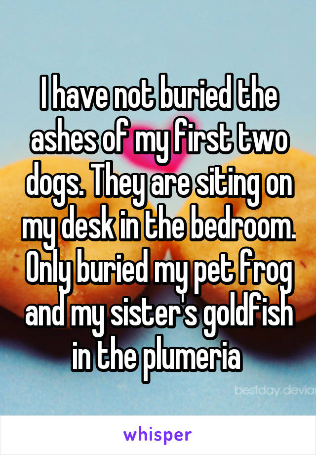 I have not buried the ashes of my first two dogs. They are siting on my desk in the bedroom. Only buried my pet frog and my sister's goldfish in the plumeria 