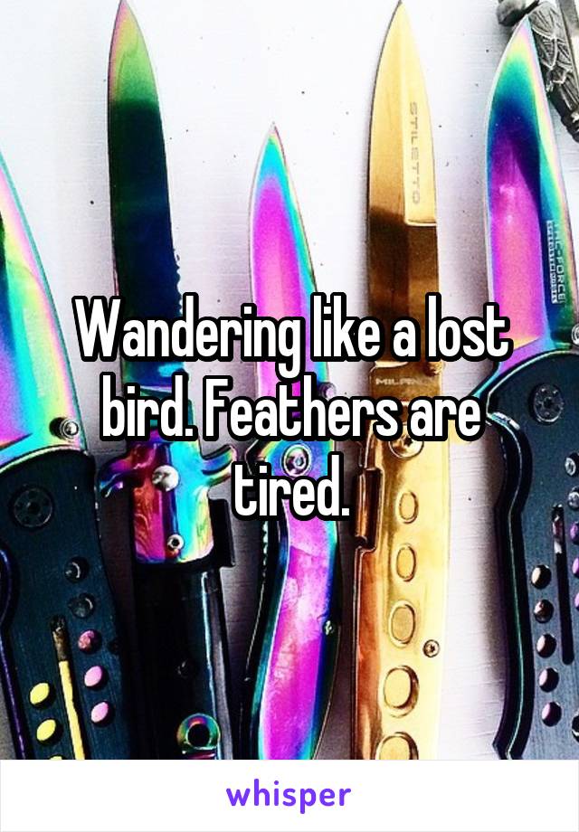 Wandering like a lost bird. Feathers are tired.