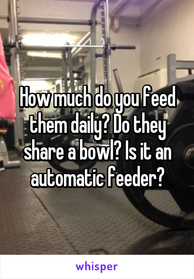How much do you feed them daily? Do they share a bowl? Is it an automatic feeder?