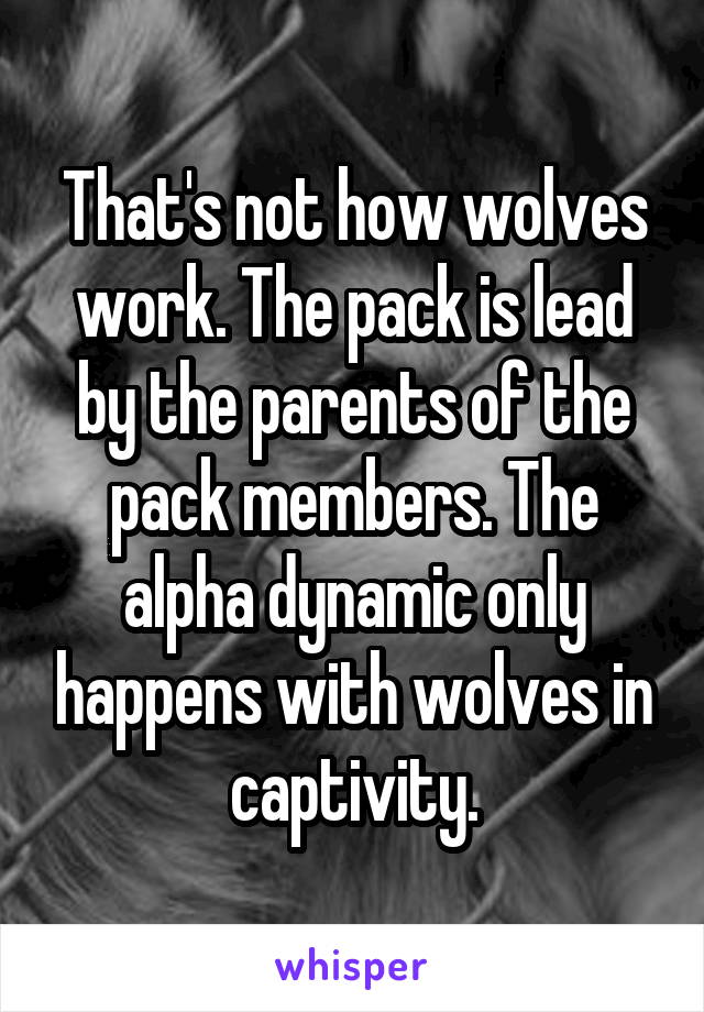 That's not how wolves work. The pack is lead by the parents of the pack members. The alpha dynamic only happens with wolves in captivity.