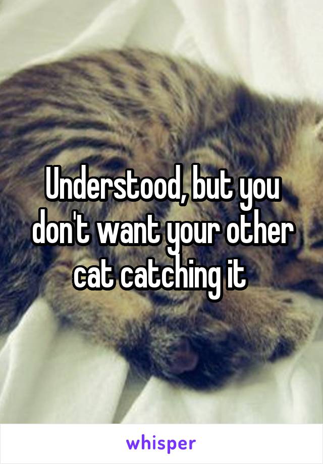Understood, but you don't want your other cat catching it 