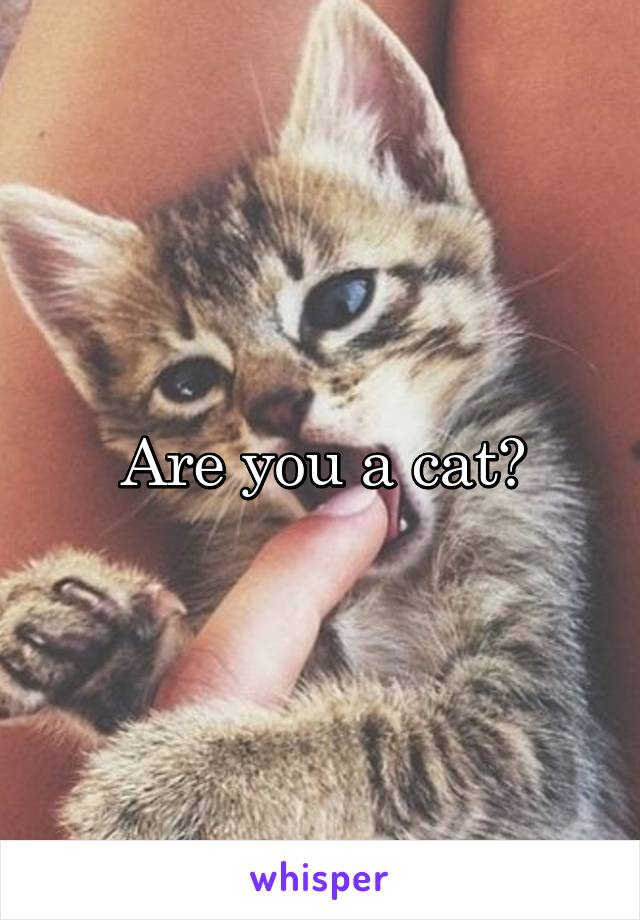 Are you a cat?