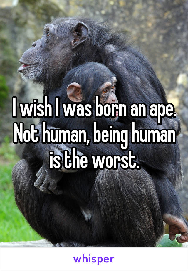 I wish I was born an ape. Not human, being human is the worst.