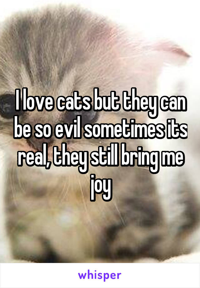 I love cats but they can be so evil sometimes its real, they still bring me joy