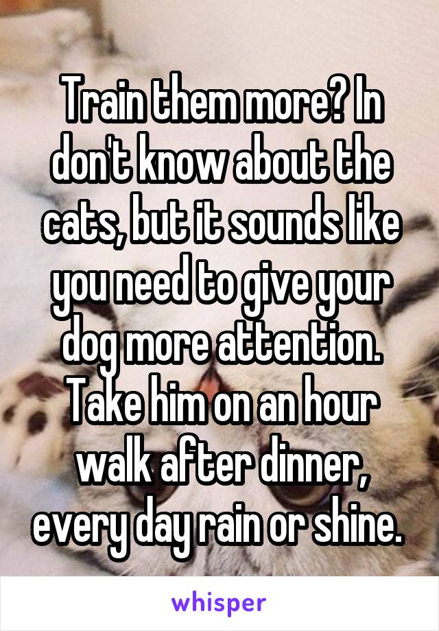 Train them more? In don't know about the cats, but it sounds like you need to give your dog more attention. Take him on an hour walk after dinner, every day rain or shine. 