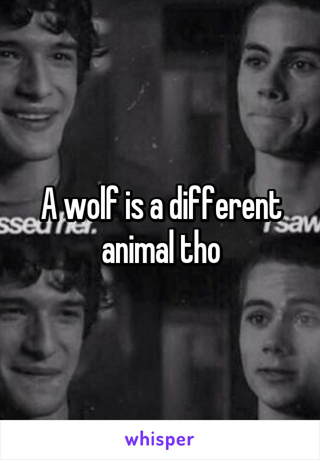 A wolf is a different animal tho