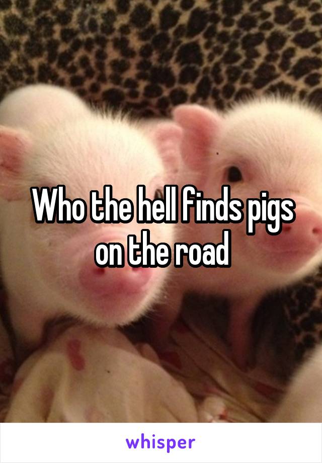Who the hell finds pigs on the road