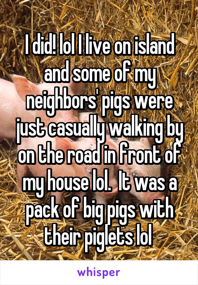 I did! lol I live on island and some of my neighbors' pigs were just casually walking by on the road in front of my house lol.  It was a pack of big pigs with their piglets lol 