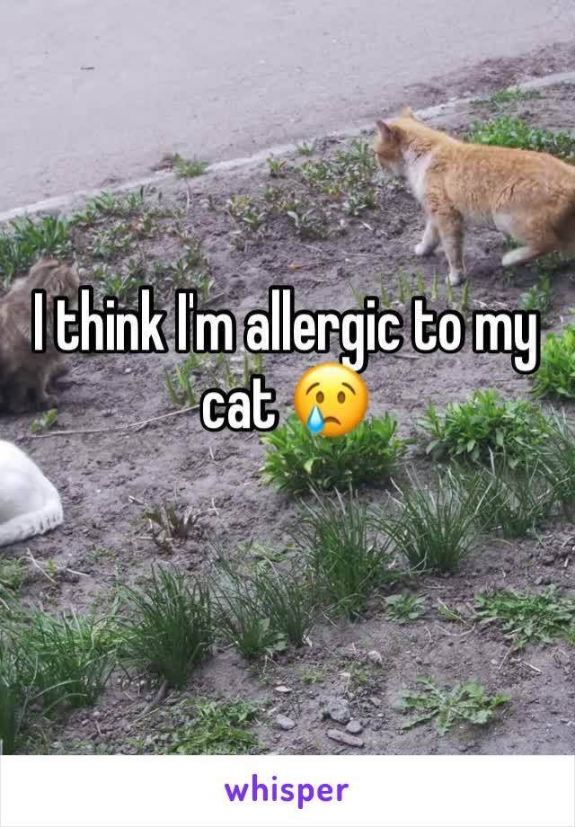 I think I'm allergic to my cat 😢