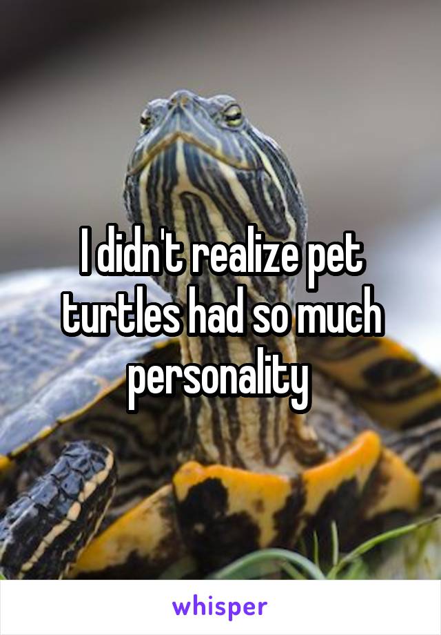 I didn't realize pet turtles had so much personality 