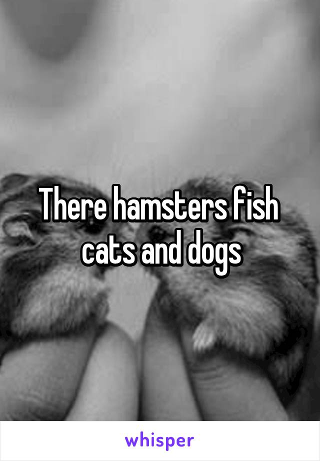 There hamsters fish  cats and dogs