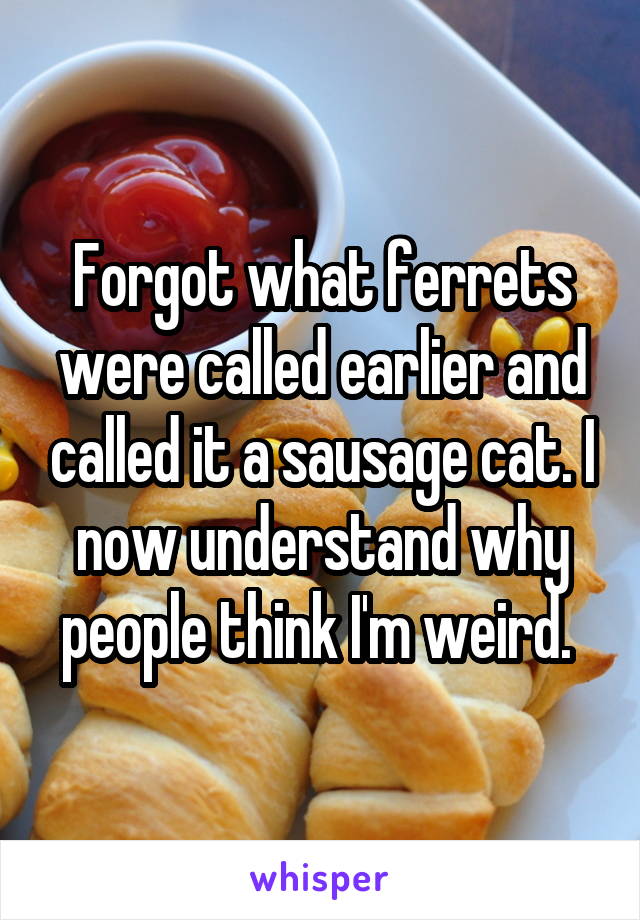 Forgot what ferrets were called earlier and called it a sausage cat. I now understand why people think I'm weird. 