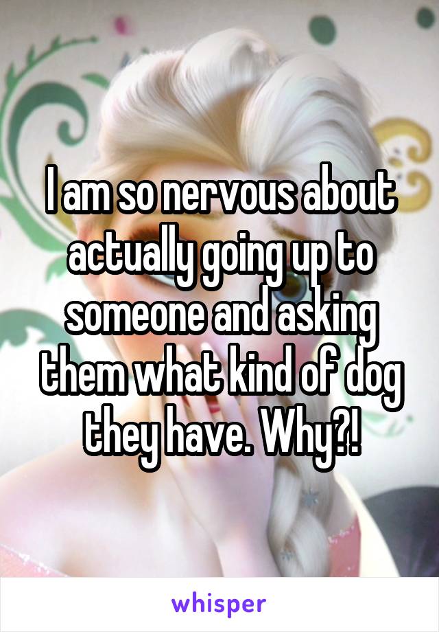 I am so nervous about actually going up to someone and asking them what kind of dog they have. Why?!