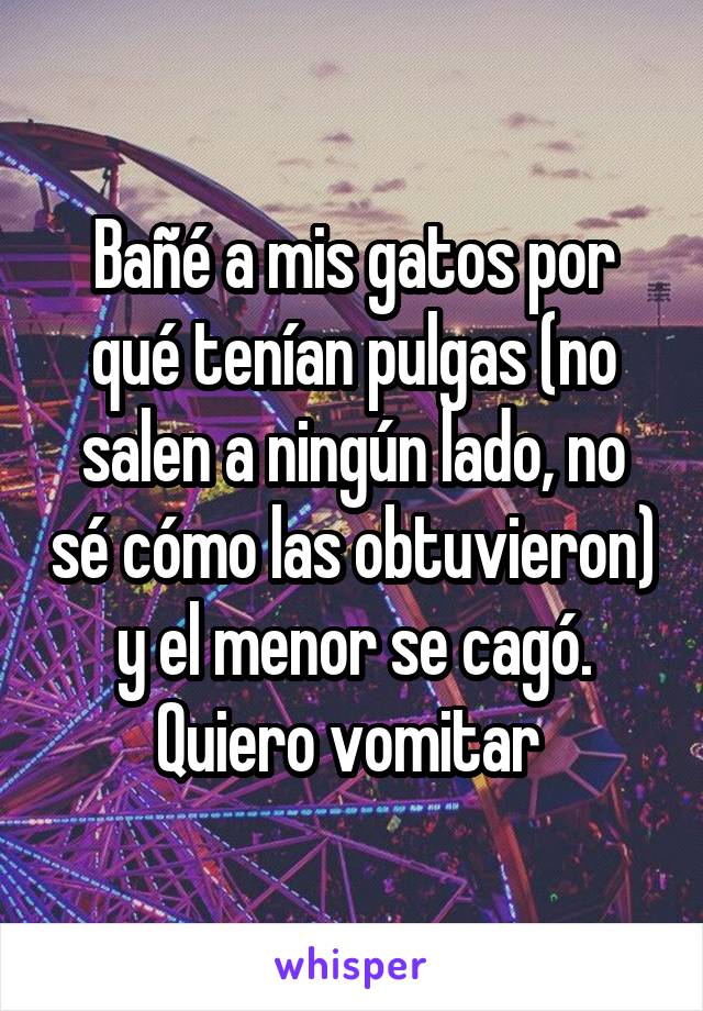 Bañé a mis gatos por qué tenían pulgas (no salen a ningún lado, no sé cómo las obtuvieron) y el menor se cagó. Quiero vomitar 