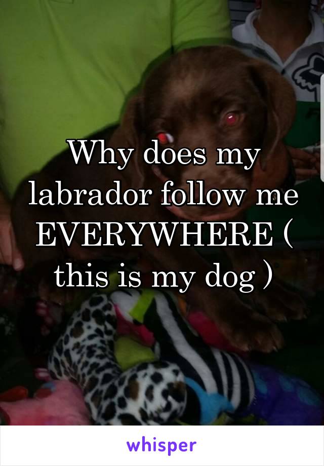 Why does my labrador follow me EVERYWHERE ( this is my dog )
