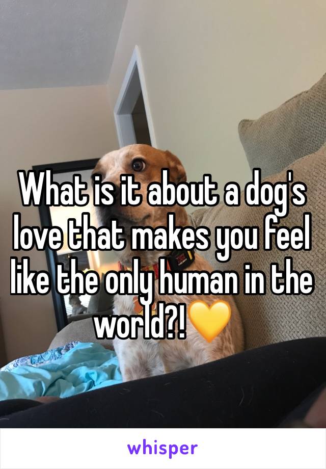 What is it about a dog's love that makes you feel like the only human in the world?!💛