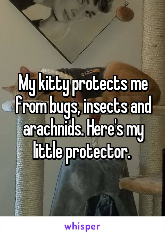 My kitty protects me from bugs, insects and arachnids. Here's my little protector. 