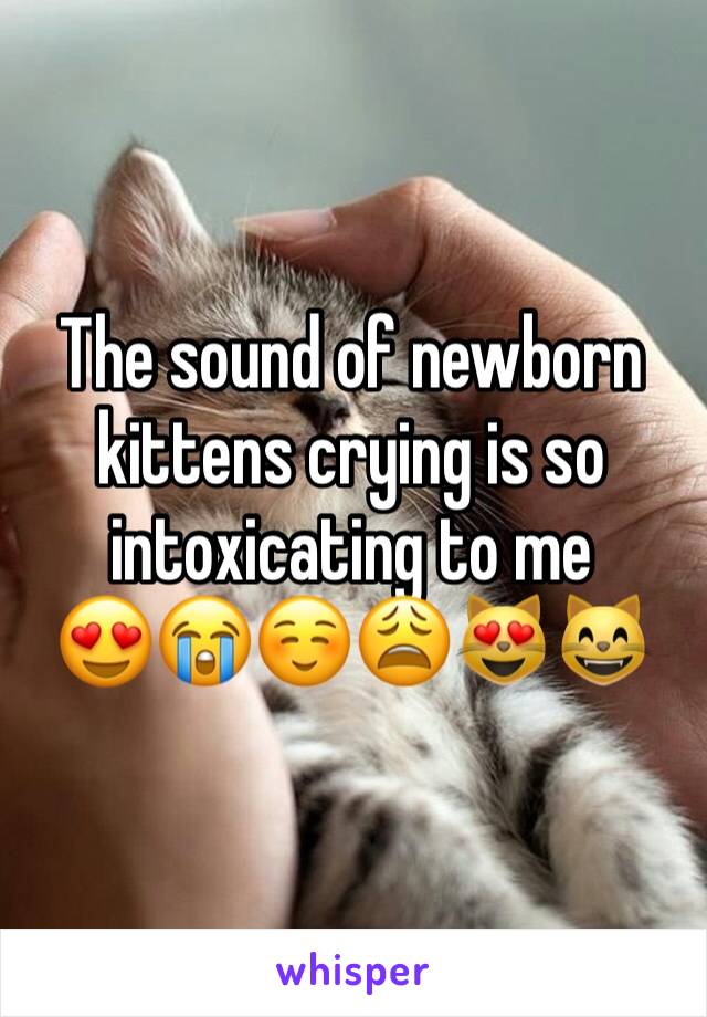 The sound of newborn kittens crying is so intoxicating to me 
😍😭☺️😩😻😸