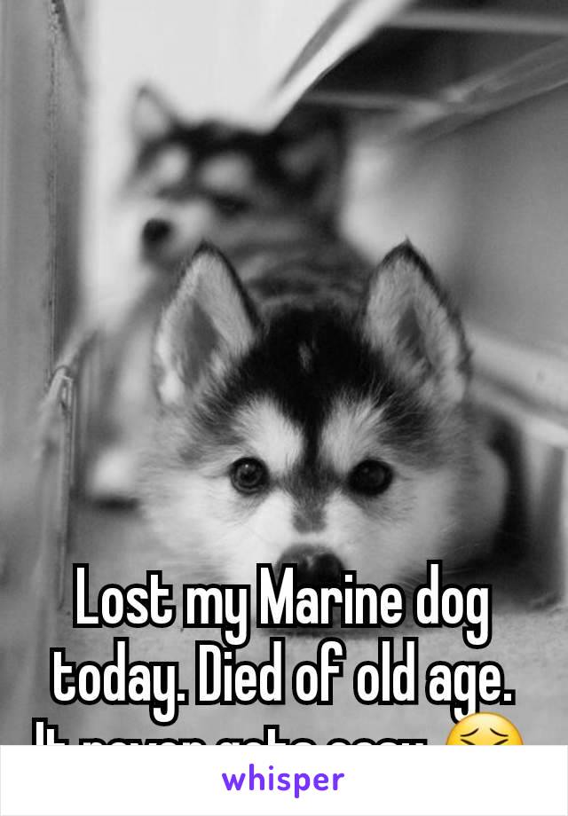 Lost my Marine dog today. Died of old age. It never gets easy 😣
