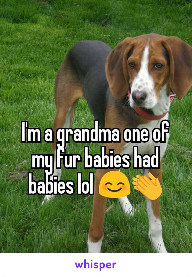 I'm a grandma one of  my fur babies had babies lol 😊👏