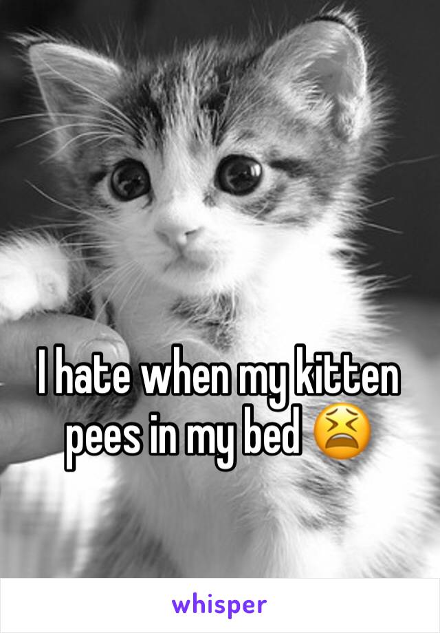 I hate when my kitten pees in my bed 😫