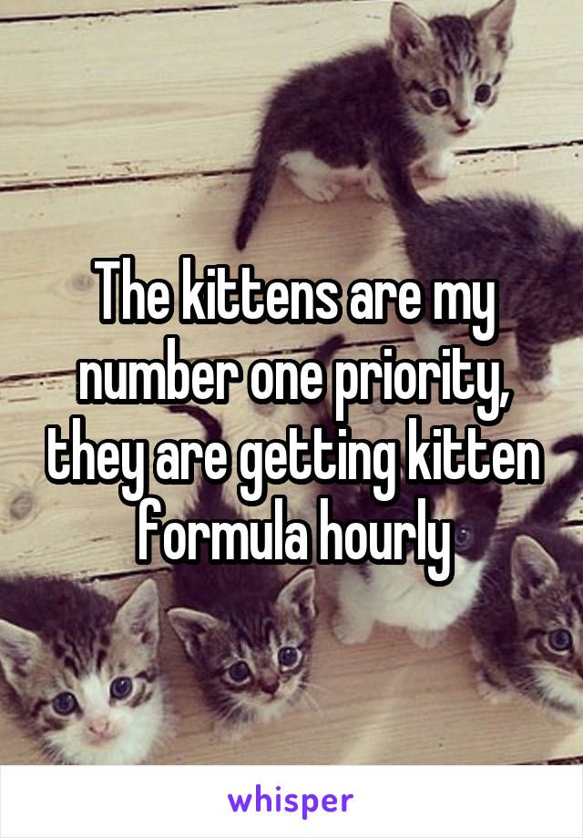 The kittens are my number one priority, they are getting kitten formula hourly