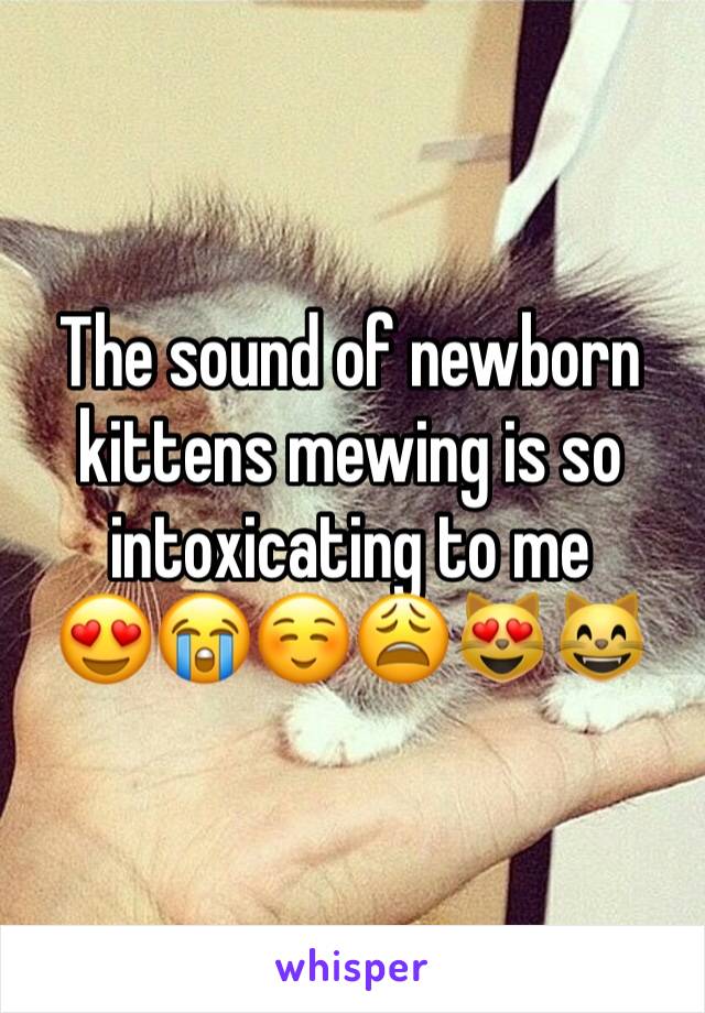 The sound of newborn kittens mewing is so intoxicating to me
😍😭☺️😩😻😸