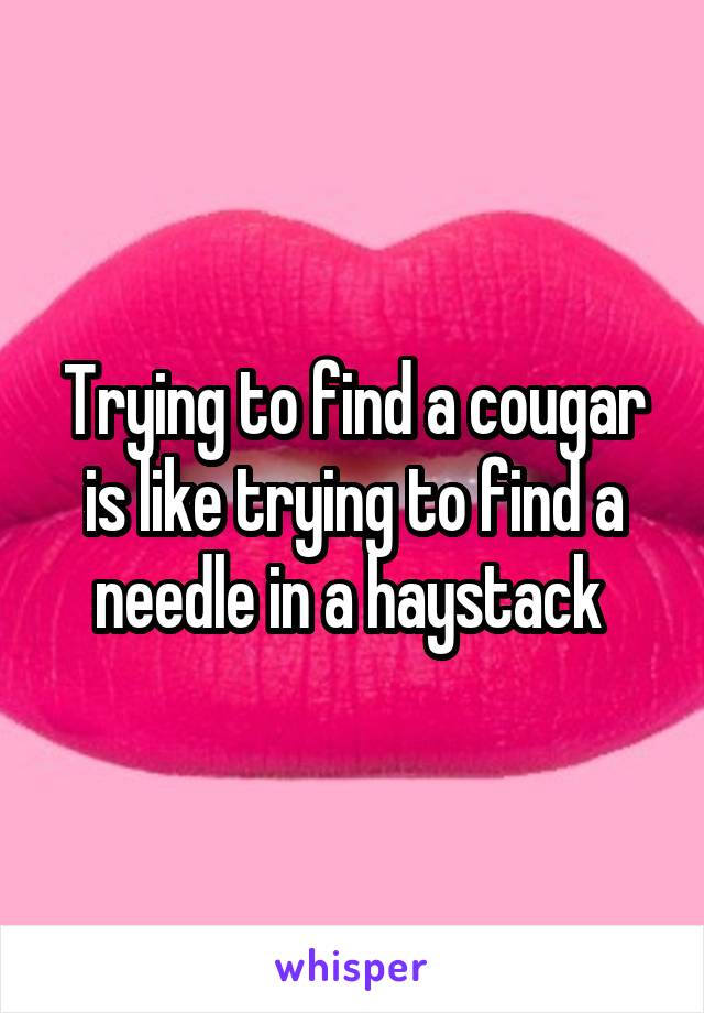 Trying to find a cougar is like trying to find a needle in a haystack 