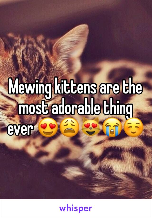 Mewing kittens are the most adorable thing ever 😍😩😻😭☺️