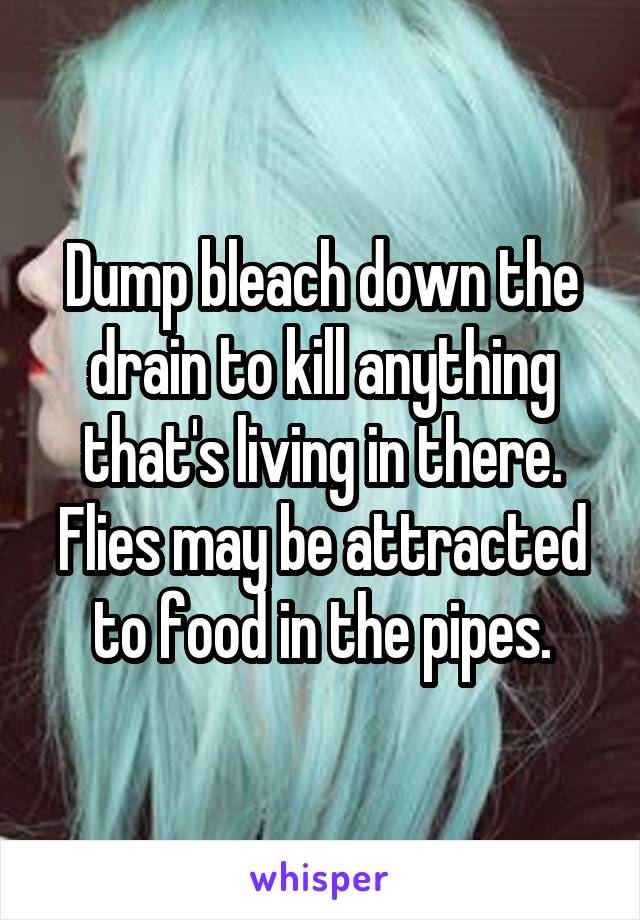 Dump bleach down the drain to kill anything that's living in there. Flies may be attracted to food in the pipes.