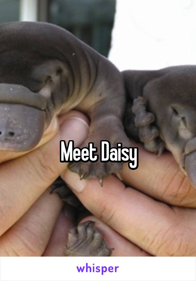 
Meet Daisy