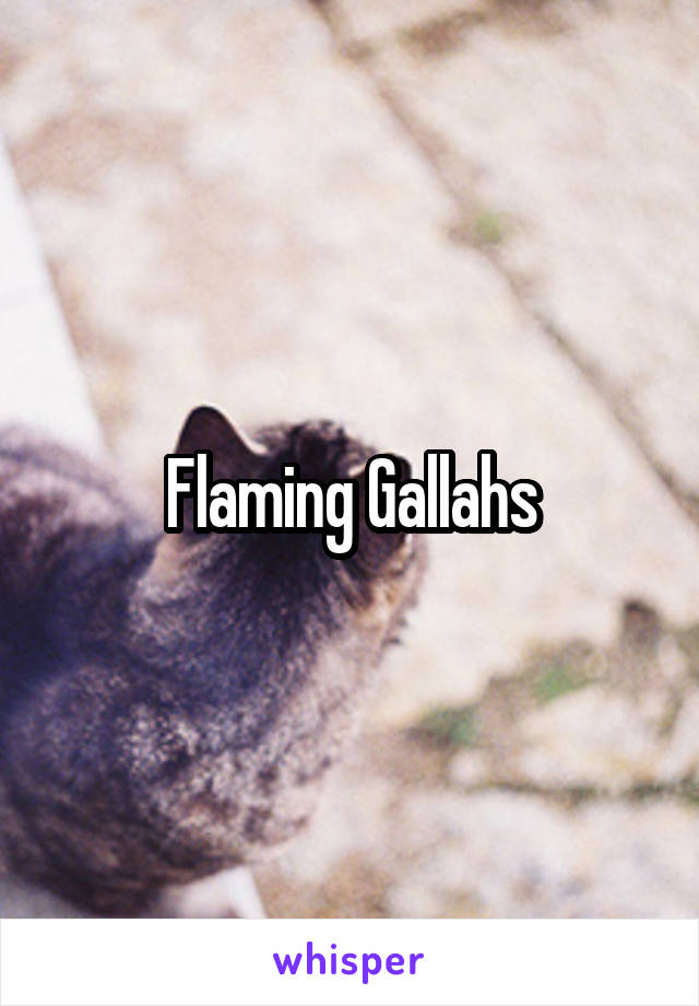 Flaming Gallahs