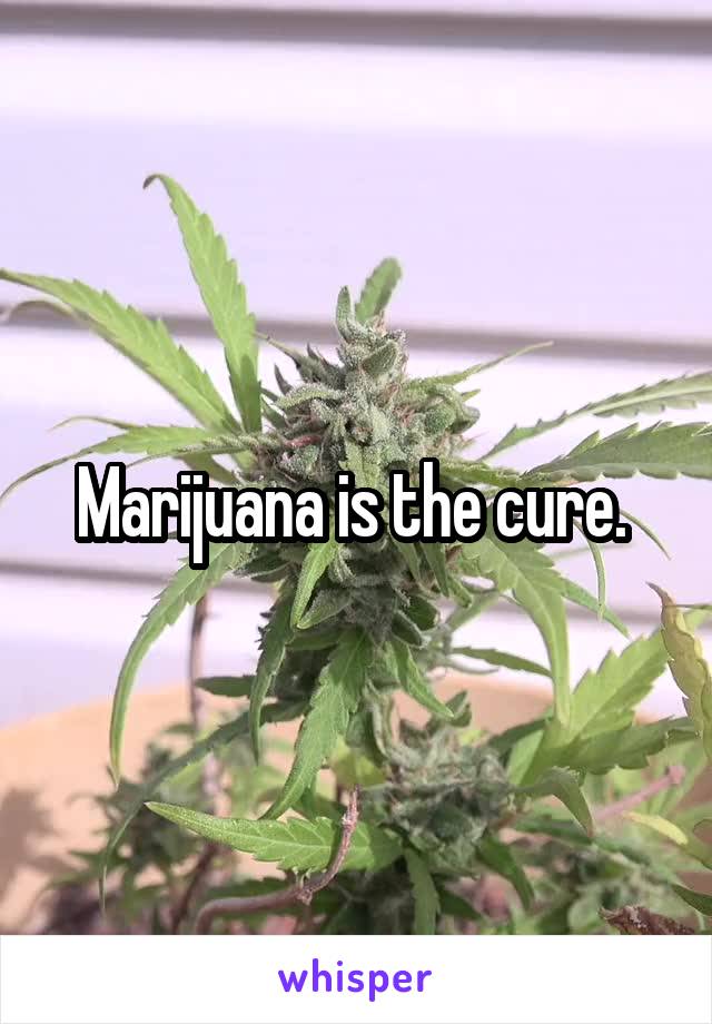 Marijuana is the cure. 
