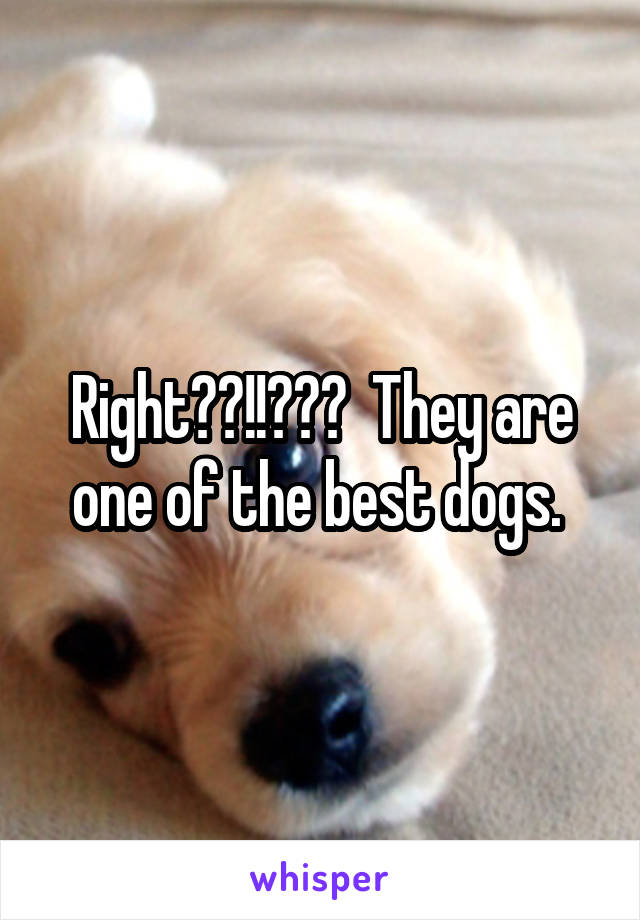 Right??!!???  They are one of the best dogs. 