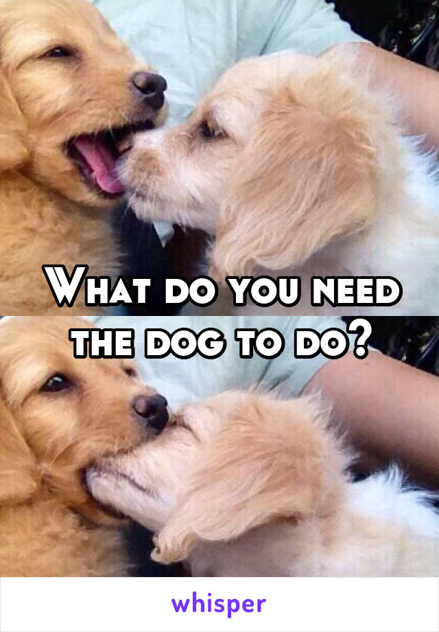 What do you need the dog to do?