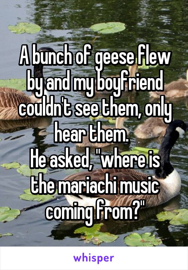 A bunch of geese flew by and my boyfriend couldn't see them, only hear them.  
He asked, "where is the mariachi music coming from?"