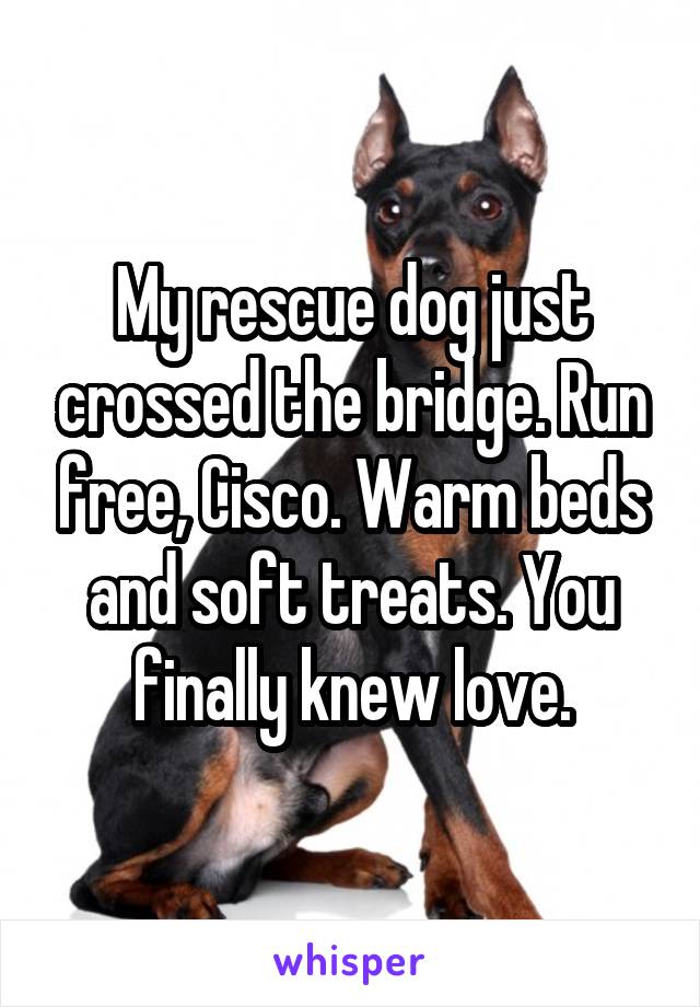 My rescue dog just crossed the bridge. Run free, Cisco. Warm beds and soft treats. You finally knew love.