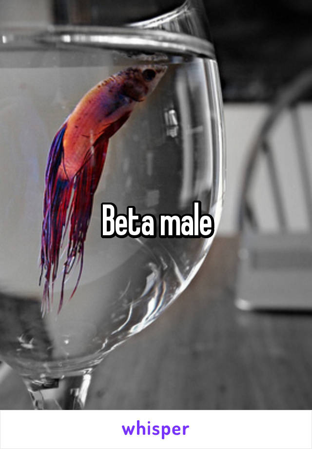 Beta male