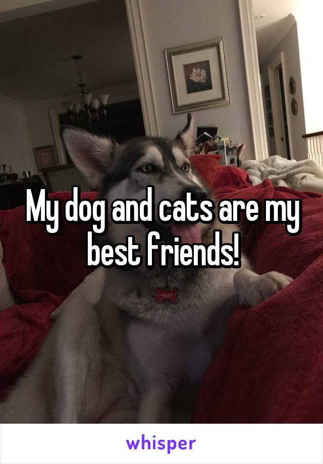 My dog and cats are my best friends!