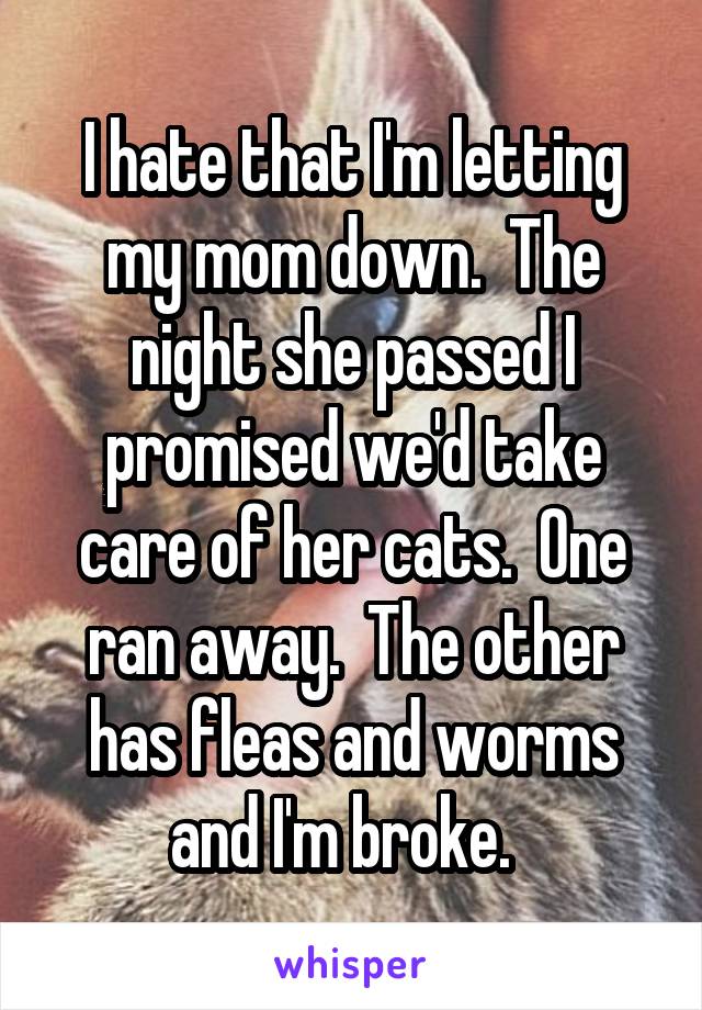 I hate that I'm letting my mom down.  The night she passed I promised we'd take care of her cats.  One ran away.  The other has fleas and worms and I'm broke.  