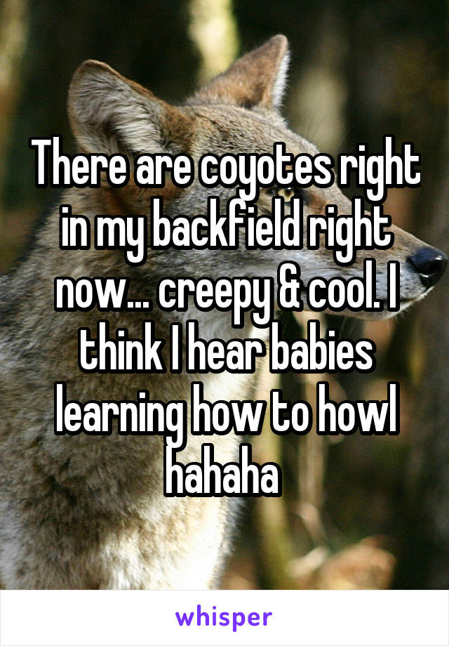 There are coyotes right in my backfield right now... creepy & cool. I think I hear babies learning how to howl hahaha 