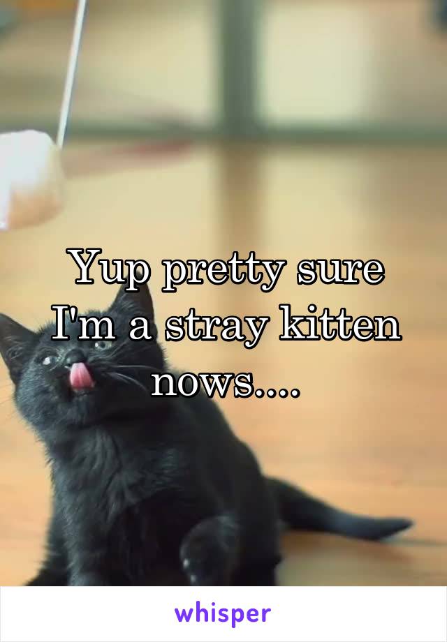 Yup pretty sure I'm a stray kitten nows....